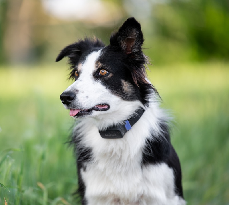 Smart dog collar