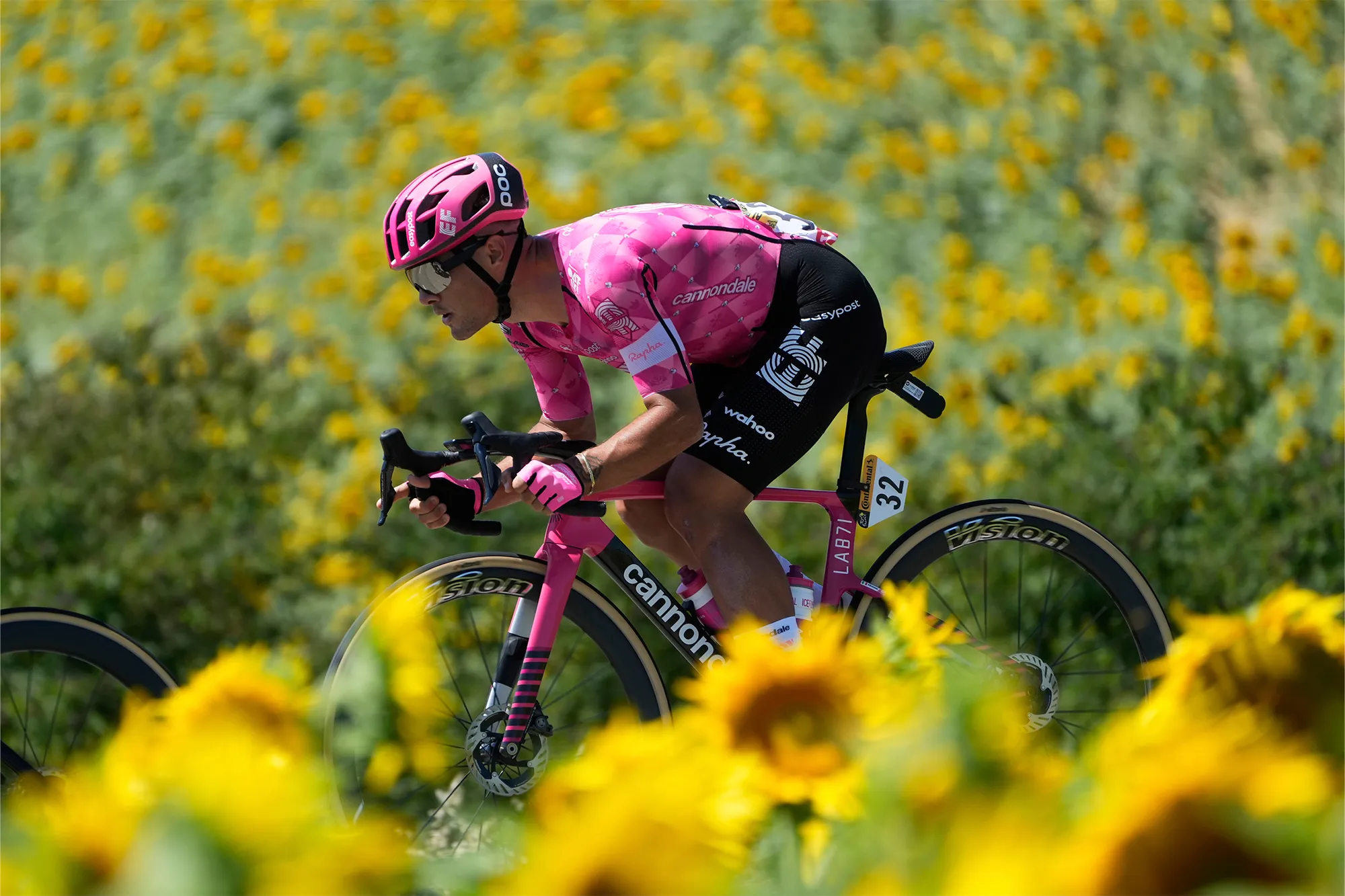 Italy's Vincenzo Albanese rides past a field of sunflowers