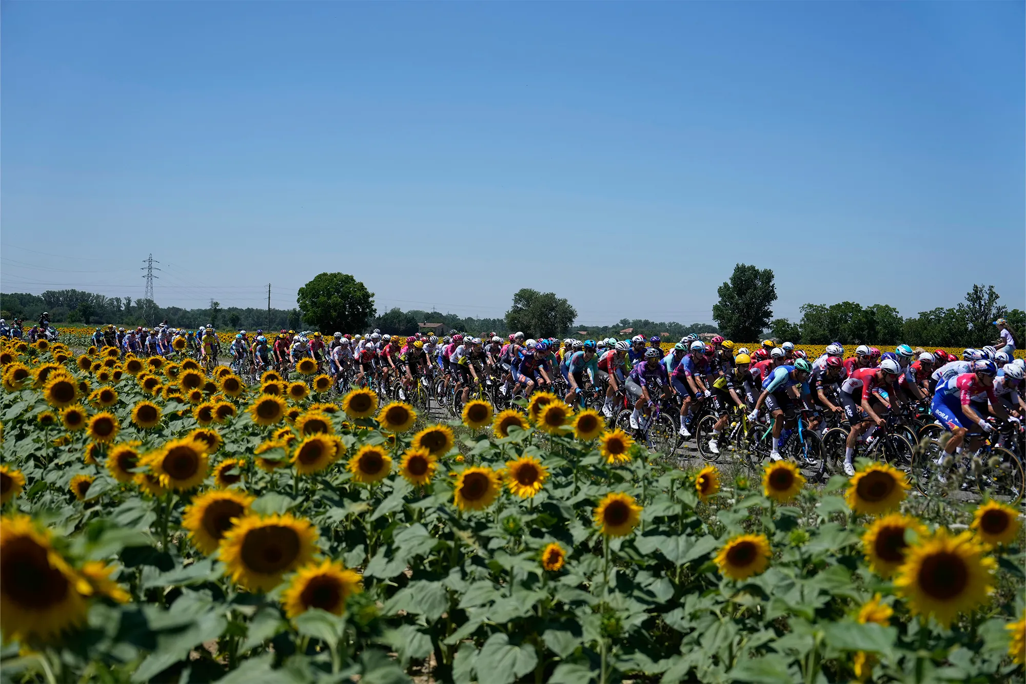 A pack of cyclists riding past a field of sunflowers